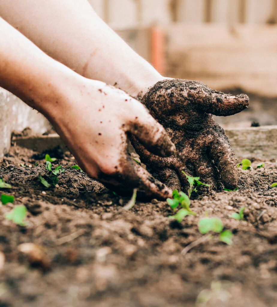 Hands planting seeds in soil